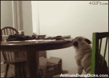 party pug party pug