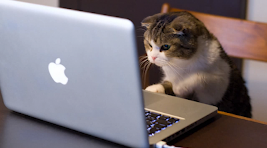 Scientific proof cats are better than dogs